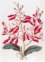Illustration von Renanthera coccinea